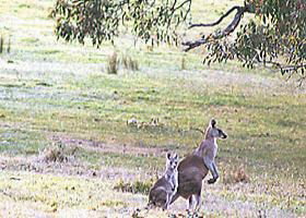 Kangaroo Ridge Retreat - Hervey Bay Accommodation 0