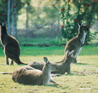 Tangkuinya - Hervey Bay Accommodation