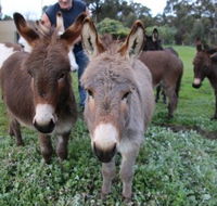 Donkey Tales Farm Cottages - Tourism Hervey Bay
