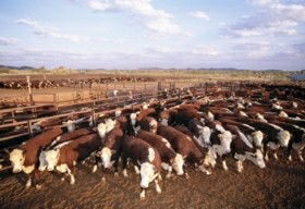 Bond Springs Outback Retreat - Tourism Hervey Bay 0