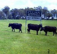 Cluan Homestead - Hervey Bay Accommodation