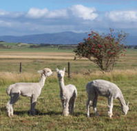 Promhills Cabins - Hervey Bay Accommodation