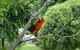Bunya Mountains Accommodation Centre - Chalets And Holiday Homes - thumb 0
