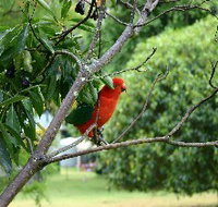 Bunya Mountains Accommodation Centre - Chalets And Holiday Homes - Hervey Bay Accommodation