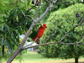 Bunya Mountains Accommodation Centre - Chalets And Holiday Homes - Hervey Bay Accommodation 0