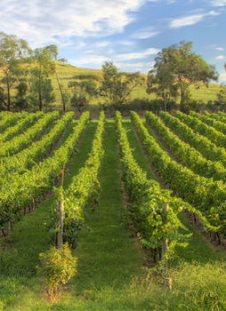 Balgownie Estate Vineyard & Spa - Hervey Bay Accommodation 4