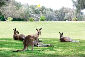 Darlington Beach Resort & Holiday Park - Hervey Bay Accommodation 67