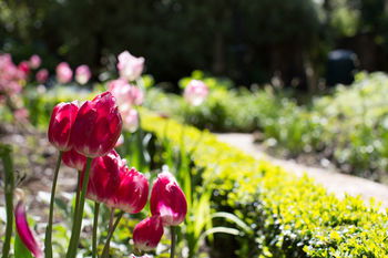 Adeline Bed And Breakfast - Hervey Bay Accommodation 17