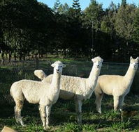Blackwattle Farm BampB and Farm Stay - Hervey Bay Accommodation