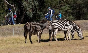 Zoofari Lodge, Taronga Western Plains Zoo - Hervey Bay Accommodation 8