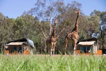 Zoofari Lodge, Taronga Western Plains Zoo - Hervey Bay Accommodation 13