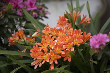 Boronia Lodge Burwood - Hervey Bay Accommodation 11