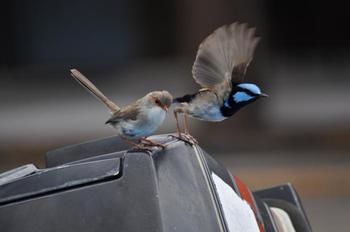 Edgewater Motel Ulladulla - Tourism Hervey Bay 7