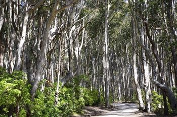 Bawley Bush Retreat And Cottages - Hervey Bay Accommodation 37