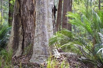 Bawley Bush Retreat And Cottages - Hervey Bay Accommodation 38