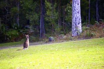 Bawley Bush Retreat And Cottages - Hervey Bay Accommodation 43
