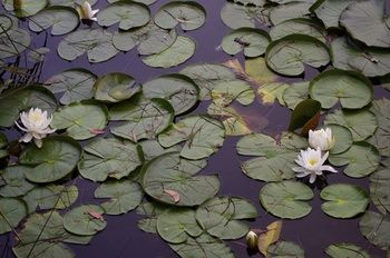 Bawley Bush Retreat And Cottages - Hervey Bay Accommodation 44