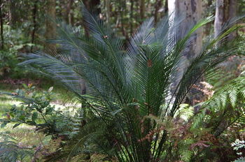 Bawley Bush Retreat And Cottages - Hervey Bay Accommodation 46