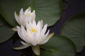 Bawley Bush Retreat And Cottages - Hervey Bay Accommodation 47