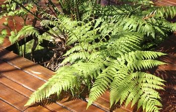 Bawley Bush Retreat And Cottages - Hervey Bay Accommodation 48
