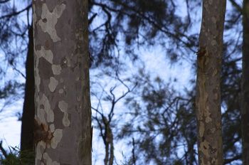 Bawley Bush Retreat And Cottages - Hervey Bay Accommodation 69