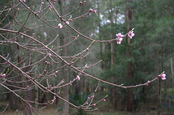 Bawley Bush Retreat And Cottages - Hervey Bay Accommodation 82