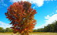 Valley Farm Vineyard Cottages - thumb 6