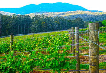 Valley Farm Vineyard Cottages - Hervey Bay Accommodation 10