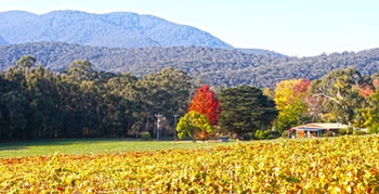 Valley Farm Vineyard Cottages - Hervey Bay Accommodation 11