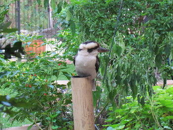 Amytis Gardens Retreat Spa And Cooking School - Hervey Bay Accommodation 3