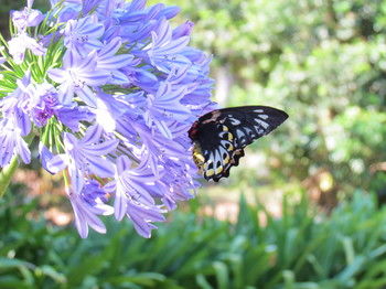 Amytis Gardens Retreat Spa And Cooking School - Hervey Bay Accommodation 4
