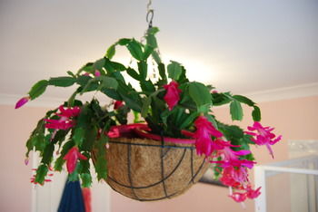 L'Auberge Angara Bed And Breakfast - Hervey Bay Accommodation 41