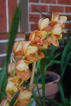 L'Auberge Angara Bed And Breakfast - Hervey Bay Accommodation 42