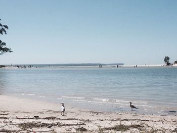 Huskisson Beach Bed And Breakfast - Hervey Bay Accommodation 3