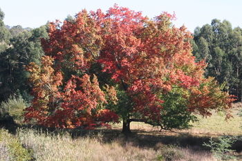 The Barn At Charlottes Hill - Hervey Bay Accommodation 7