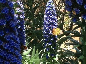 Bethany Manor - Tourism Hervey Bay 68