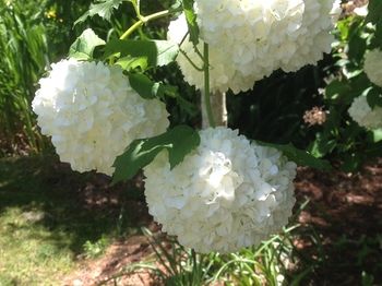 Bethany Manor - Tourism Hervey Bay 69