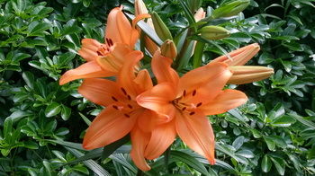 Bethany Manor - Tourism Hervey Bay 72