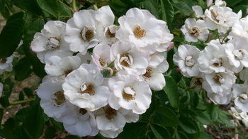 Bethany Manor - Tourism Hervey Bay 74