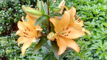 Bethany Manor - Tourism Hervey Bay 75