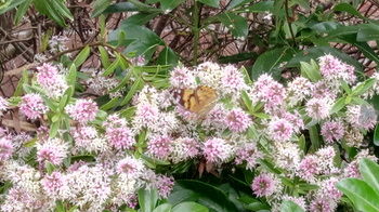 Bethany Manor - Tourism Hervey Bay 76