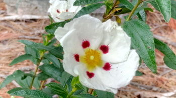 Bethany Manor - Tourism Hervey Bay 77