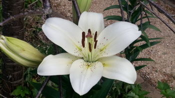 Bethany Manor - Tourism Hervey Bay 78