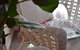Cutmore Cottages - Bagala Bungalow - thumb 18