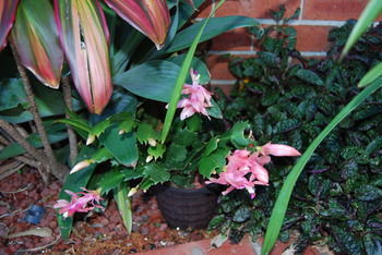 Cutmore Cottages - Bagala Bungalow - Hervey Bay Accommodation 35