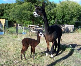 Cleburne - Tourism Hervey Bay 5
