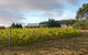 Pinot Cottage On Charles Reuben Estate - thumb 1