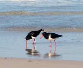 Lake Eckersley Campground - Hervey Bay Accommodation 4