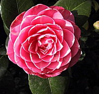 Cloverlea Gardens Bed and Breakfast - Hervey Bay Accommodation