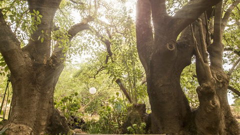 Trawool Cottages & Farmstay - Hervey Bay Accommodation 5